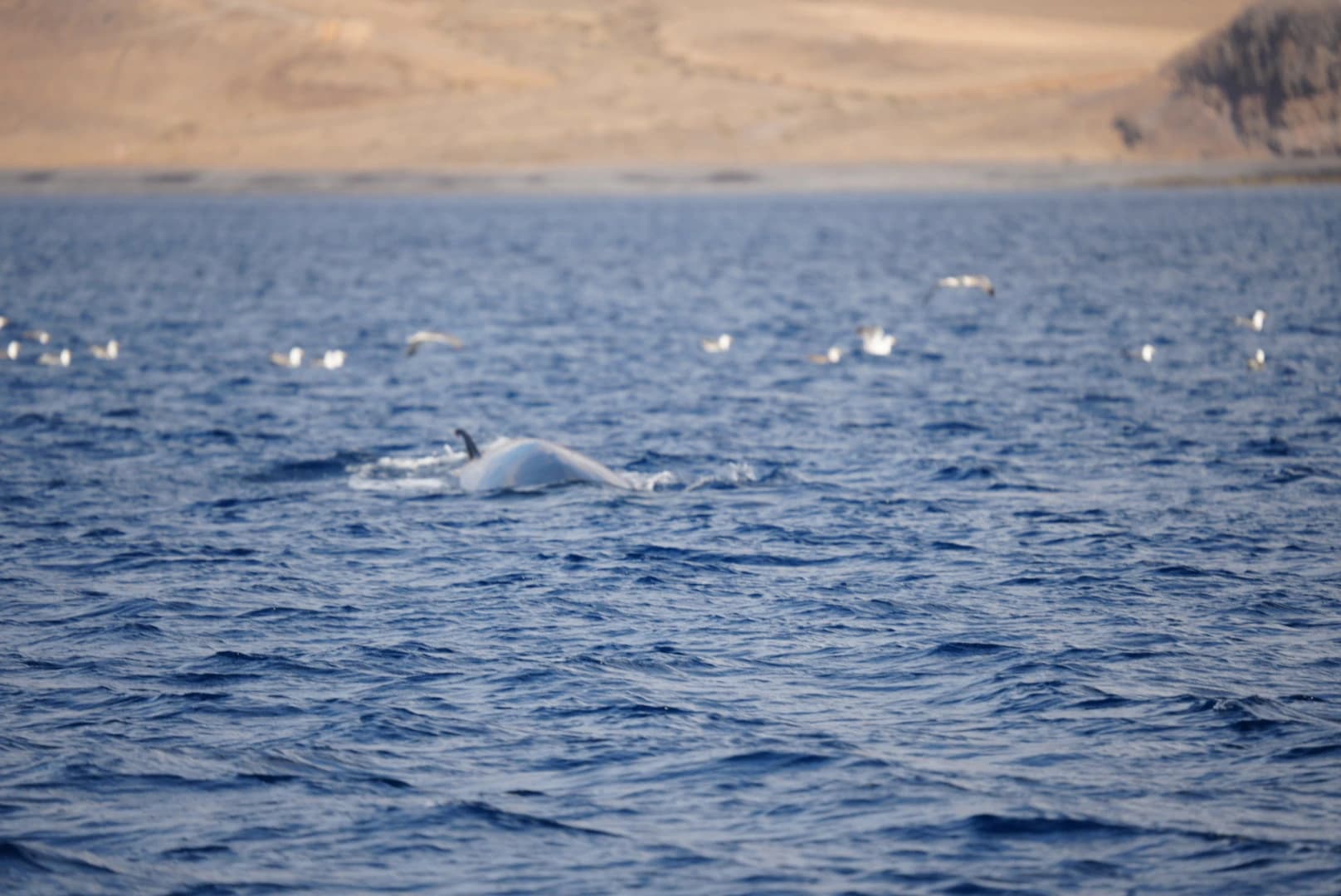 Whales: Lanzarote's Majestic Titans of the Sea slider thumbnail 2