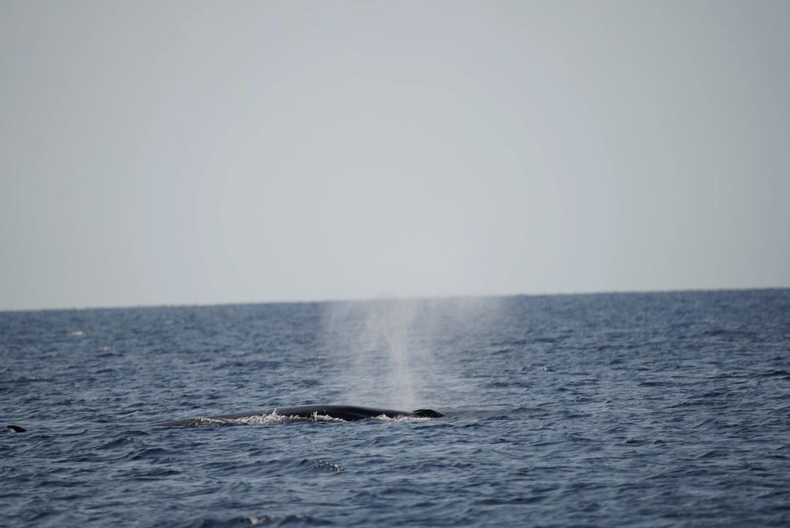 Whales: Lanzarote's Majestic Titans of the Sea slider thumbnail 3