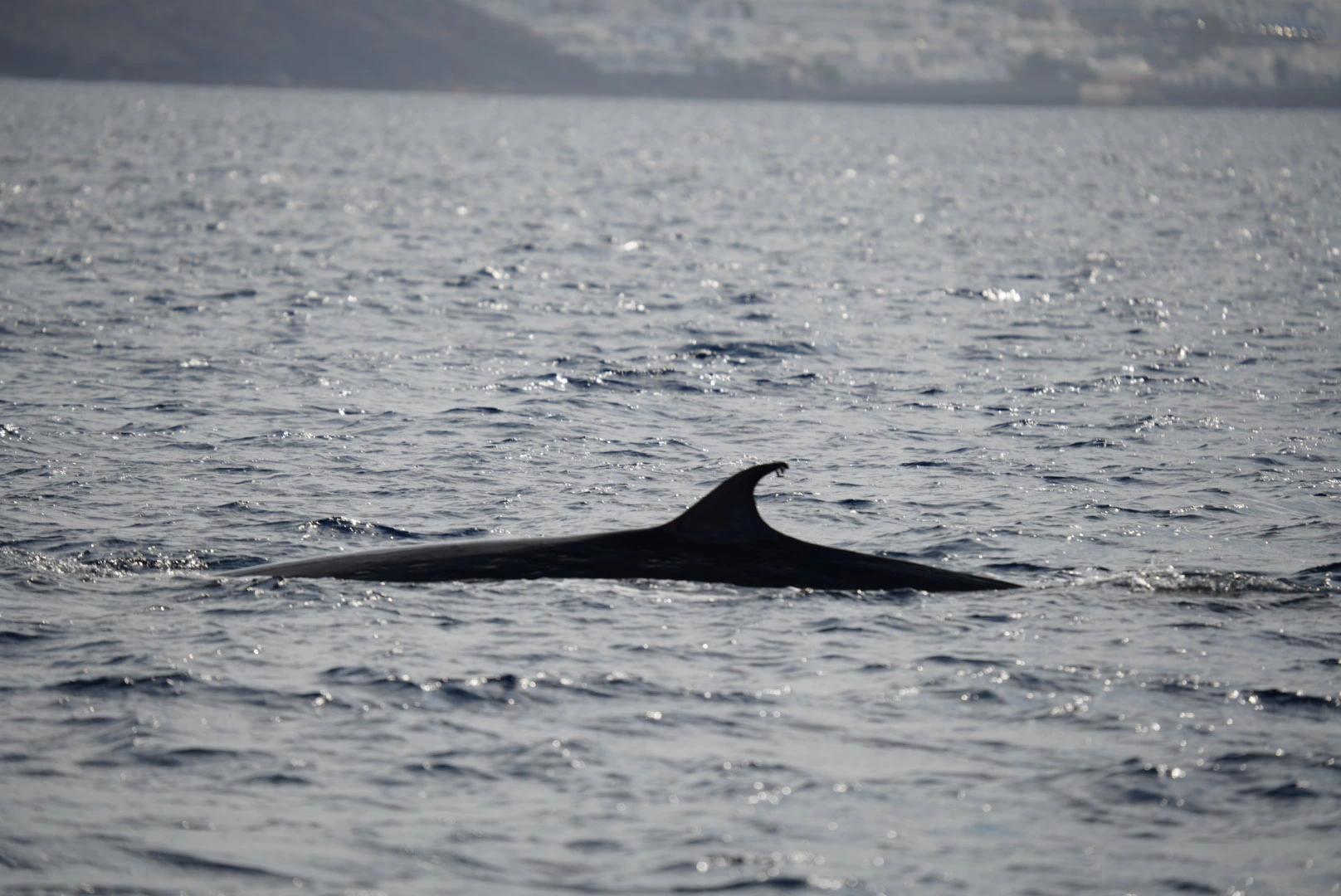 Whales: Lanzarote's Majestic Titans of the Sea slider thumbnail 4