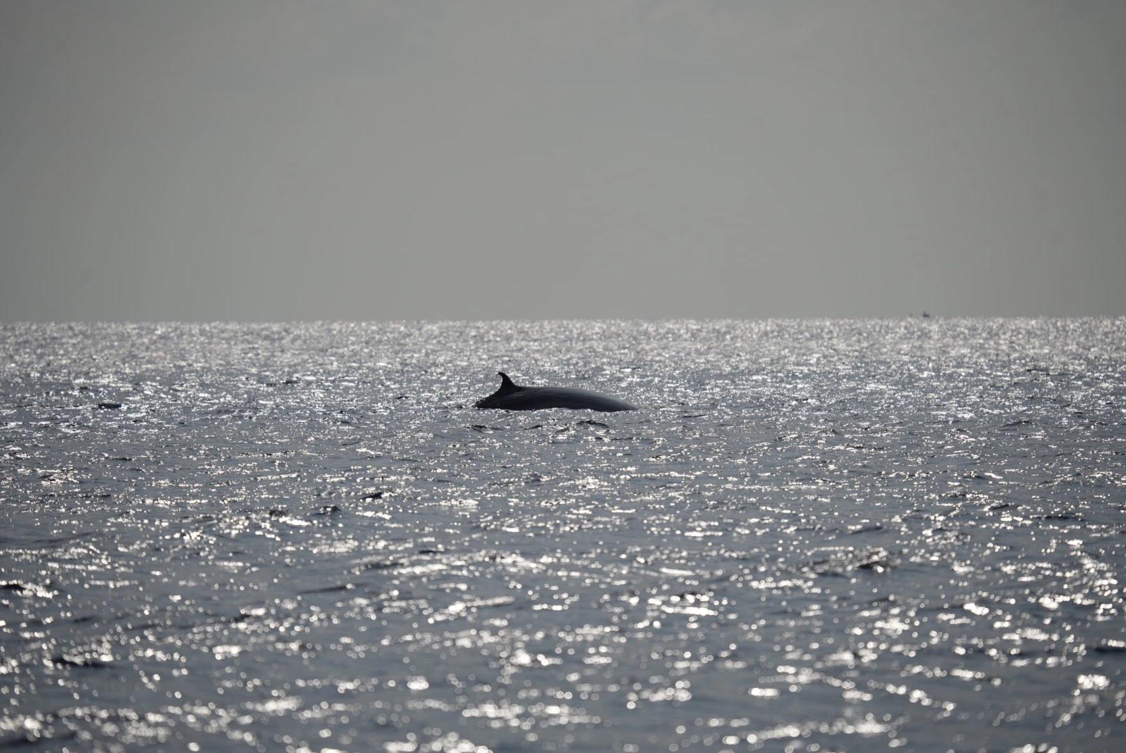 Whales: Lanzarote's Majestic Titans of the Sea slider thumbnail 5