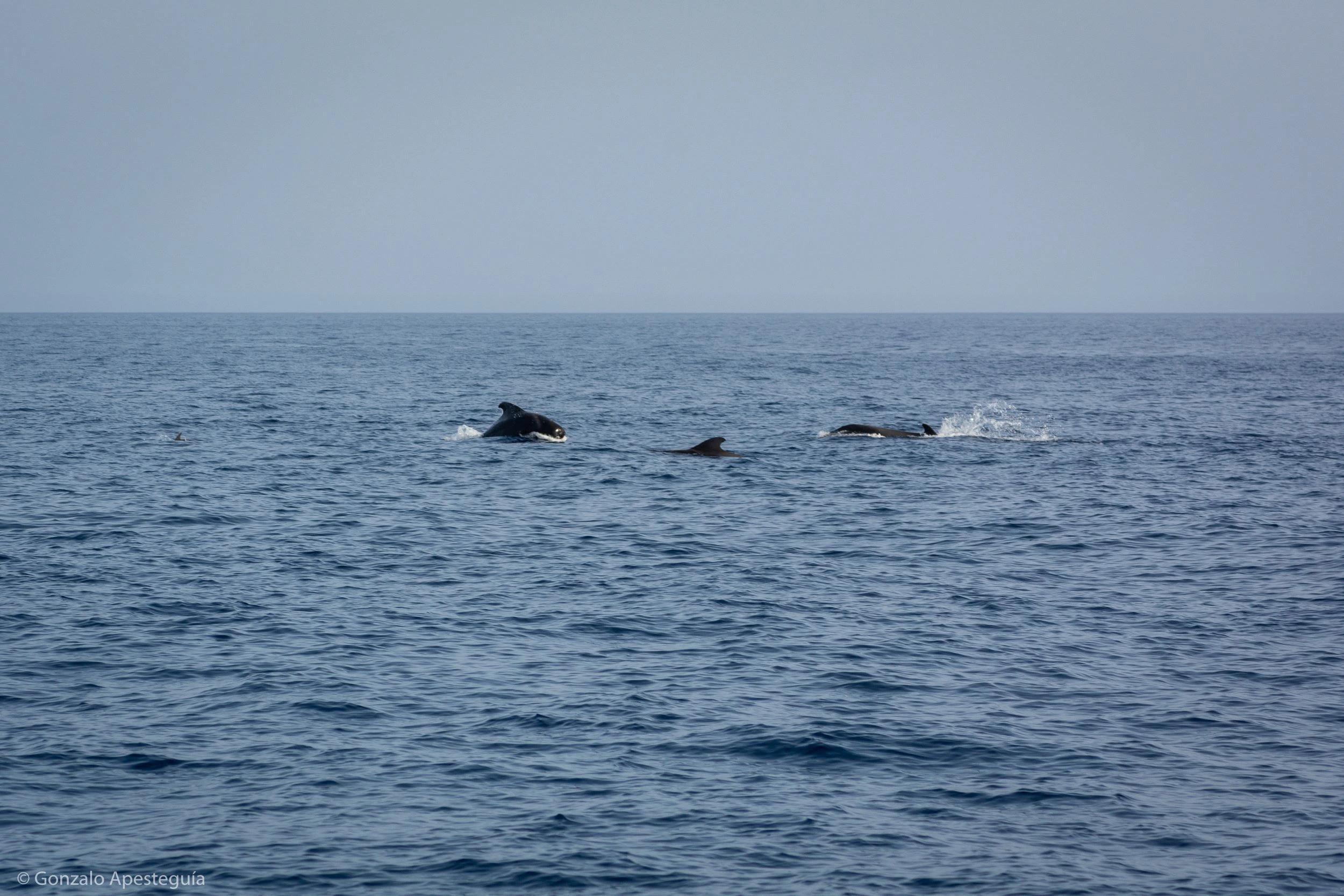 Whales: Lanzarote's Majestic Titans of the Sea slider thumbnail 1