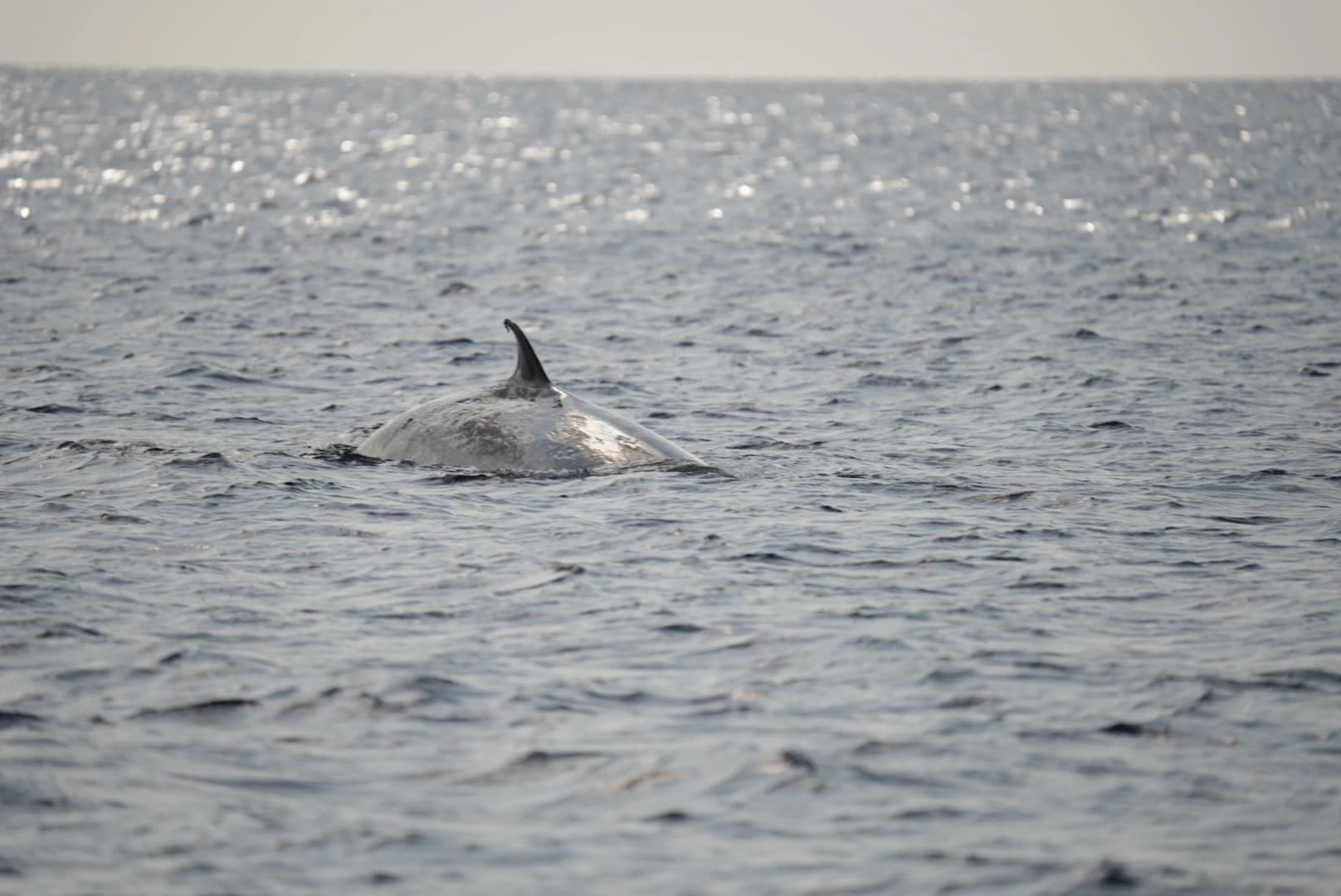 Whales: Lanzarote's Majestic Titans of the Sea slider thumbnail 6