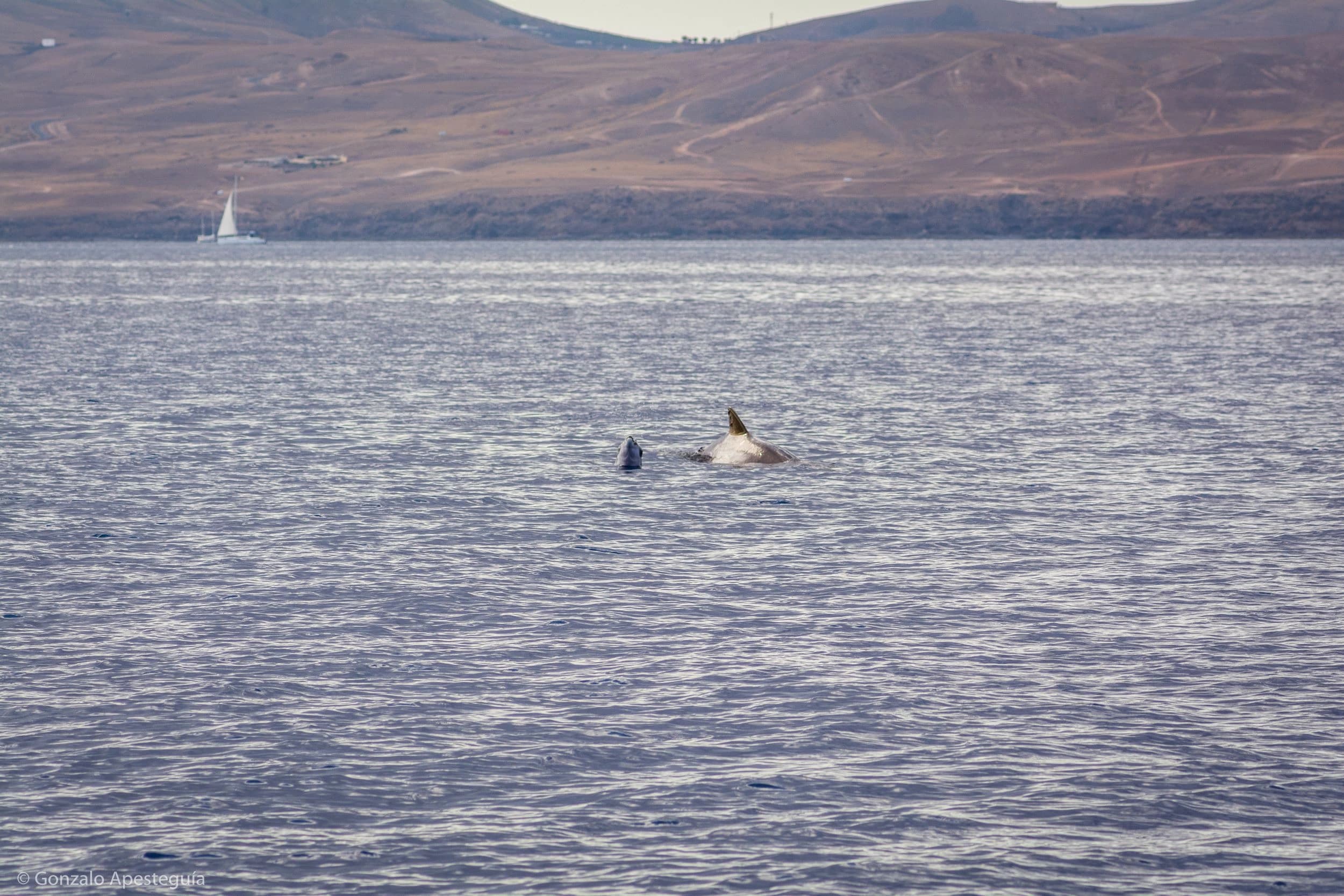 Whales: Lanzarote's Majestic Titans of the Sea slider thumbnail 7