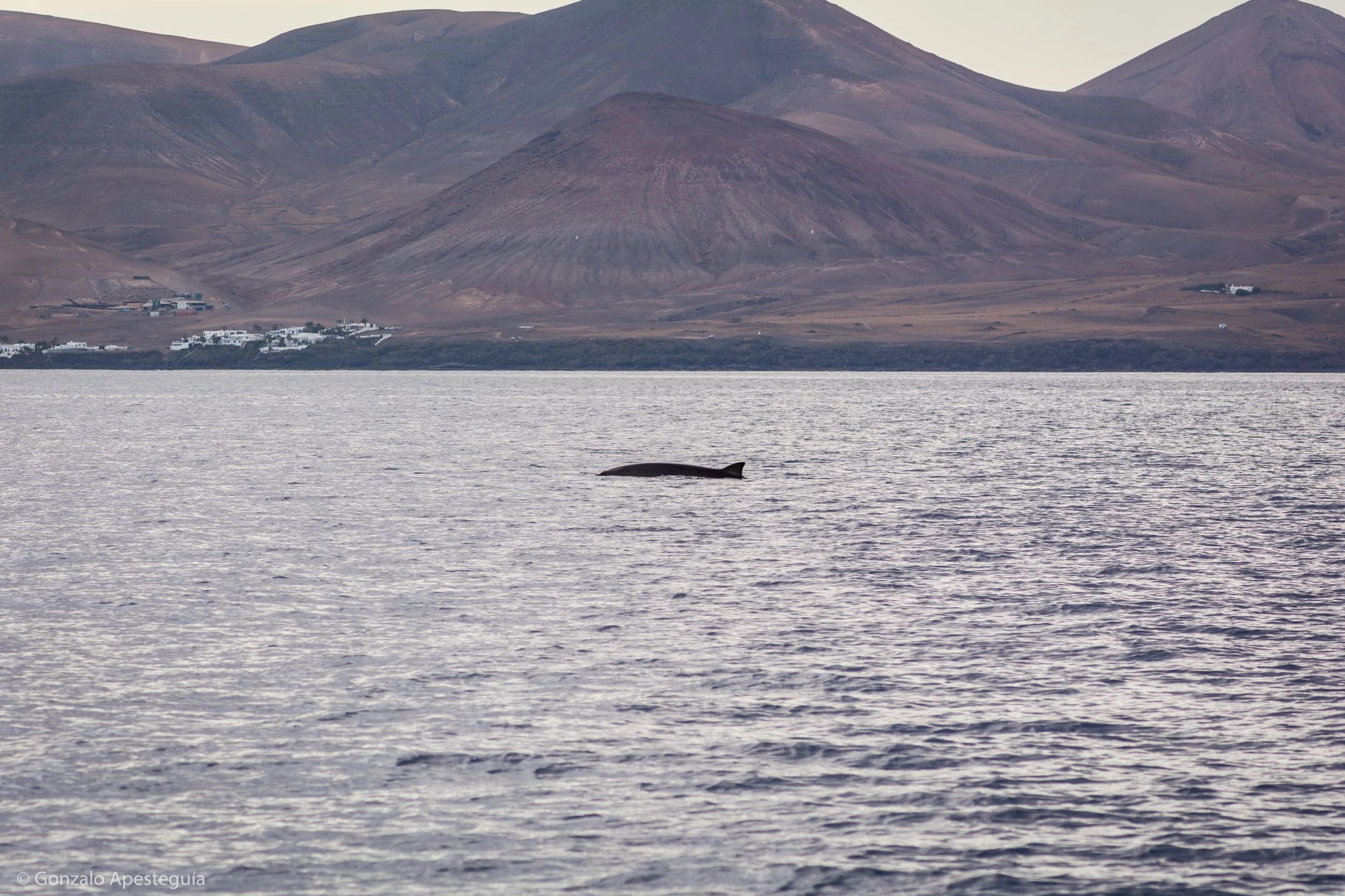 Whales: Lanzarote's Majestic Titans of the Sea slider thumbnail 8